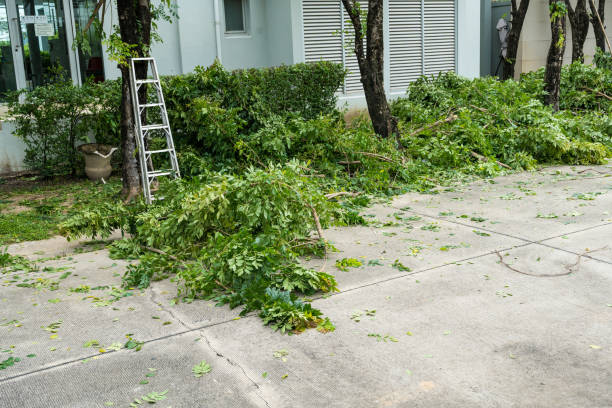 Residential Tree Removal in Buffalo, SC